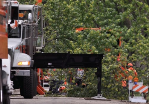 Safety Considerations for Professional Tree Services