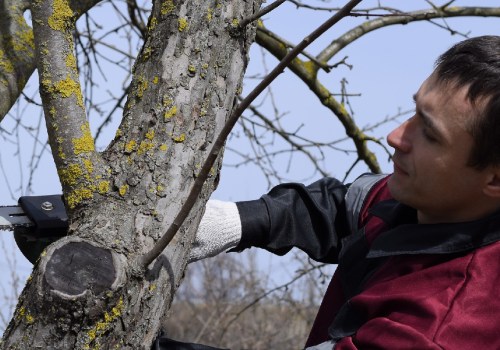 What time of year is the cheapest for tree removal?